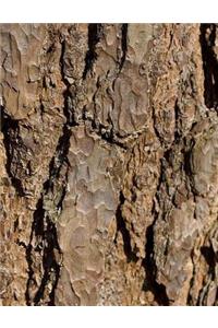 Tree Bark Wood Wooden Woodworking Woods Trees Forest Native Bush Outback Bushes