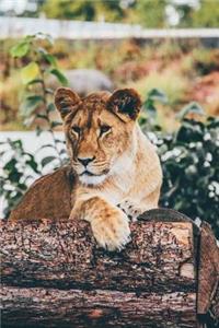 A Lioness Lion Resting Journal