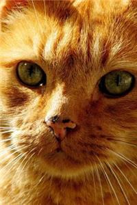 Cute Ginger Cat Journal