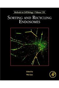 Sorting and Recycling Endosomes