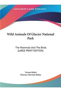 Wild Animals Of Glacier National Park