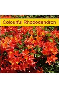 Colourful Rhododendron 2017