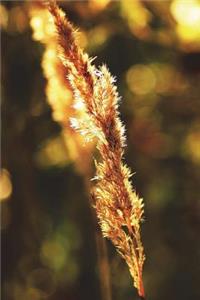 Nevada State Flower - Sagebrush Journal