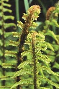 Fresh Fern Frond Journal