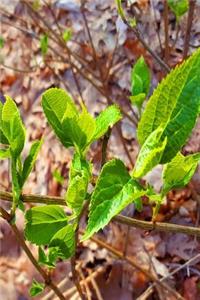 Spring Leaves Emerge Journal