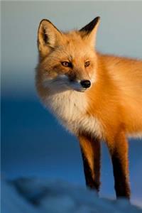 A Red Fox in the Morning Sunshine Animal Journal