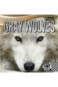 Gray Wolves