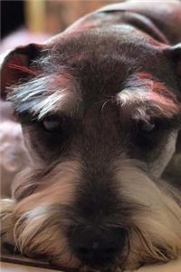 Schnauzer Dog Taking a Break Journal