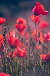 Poppies