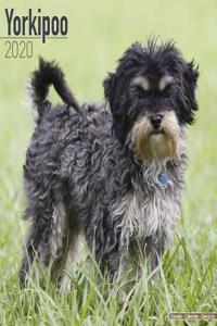 Yorkipoo Calendar 2020