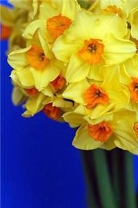 Daffodils