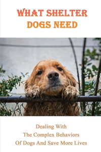 What Shelter Dogs Need