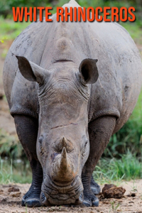 White Rhinoceros