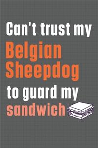 Can't trust my Belgian Sheepdog to guard my sandwich