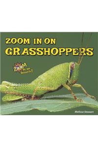 Zoom in on Grasshoppers