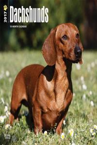 Dachshunds 2017 Calendar