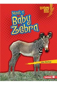 Meet a Baby Zebra