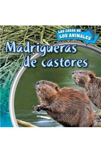 Madrigueras de Castores (Inside Beaver Lodges)