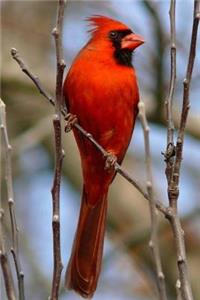 North Carolina State Bird - Northern Cardinal Journal