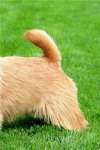 Norwich Terrier