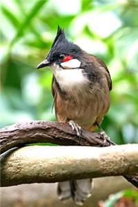 Red-Whiskered Bulbul Pycnonotus Jocosus