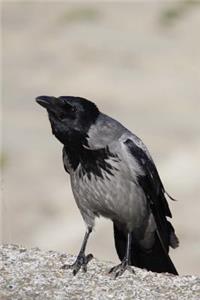 Hooded Crow Corvidae Bird Journal