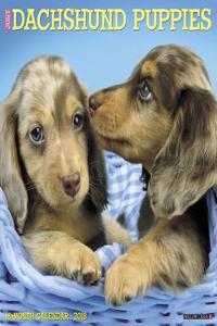 Just Dachshund Puppies 2018 Wall Calendar (Dog Breed Calendar)