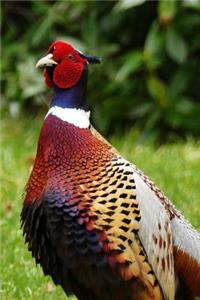 Magnificent Colored Pheasant in the Grass Journal