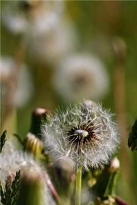 Dandelions Notebook