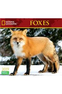 National Geographic Foxes 2019 Calendar