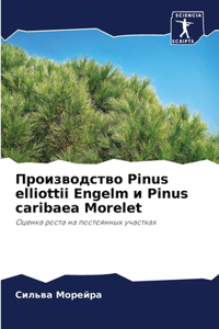Производство Pinus elliottii Engelm и Pinus caribaea Morelet