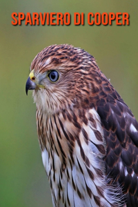 Sparviero di Cooper