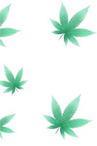 Cannabis