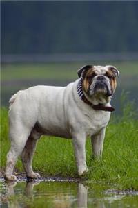 English Bulldog at the Lake Journal