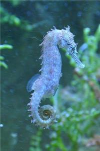 Seahorse Marine Life Journal