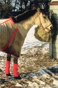 2020 Daily Planner Horse Photo Equine Blanketed Horse Winter 388 Pages