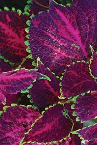Purple Coleus Notebook