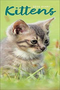 KITTENS SLIM D 2020