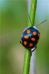 Beetle Notebook