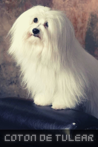 Coton De Tulear