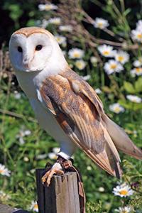 Owl Reflections Journal