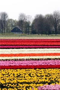 Colorful Field of Tulips in the Netherlands Journal