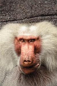 Hamadryas Baboon (Papio hamadryas) Portrait Journal