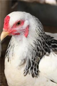 A Black and White Brahma Chicken Journal