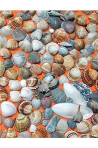 Shell Collecting