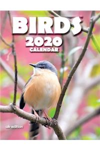 Birds 2020 Calendar (UK Edition)