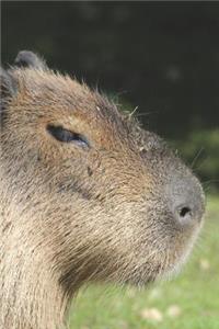 Capybara Profile for the World's Largest Living Rodent Journal