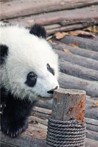 Panda Notebook - Journal Gift for Cute Animal Lovers