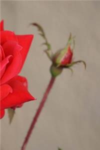 Notebook Red Roses