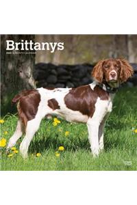 Brittanys 2020 Square